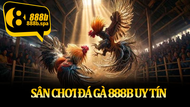 Sân chơi đá gà 888B uy tín