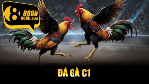 Đá Gà C1