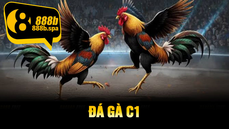 Đá Gà C1