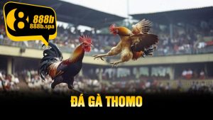 Đá Gà Thomo