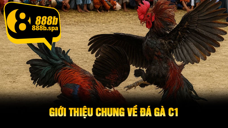 Giới thiệu chung về đá gà C1